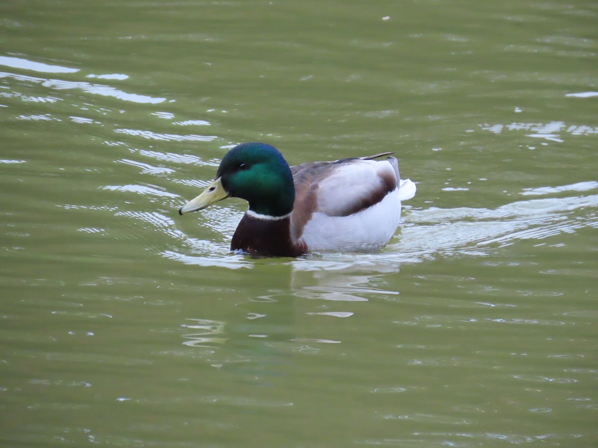 Canard colvert - ML620485070