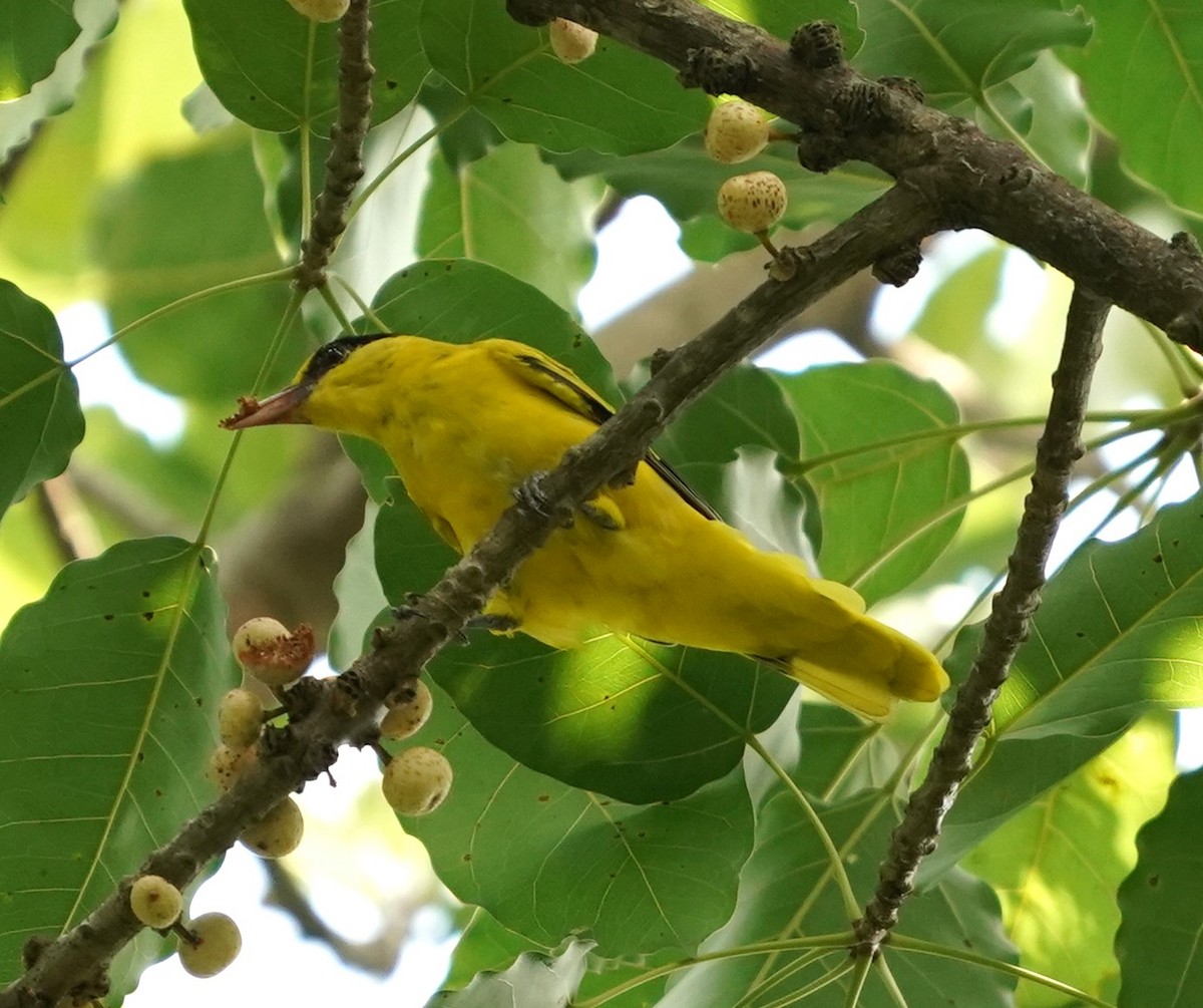 Black-naped Oriole - ML620485074