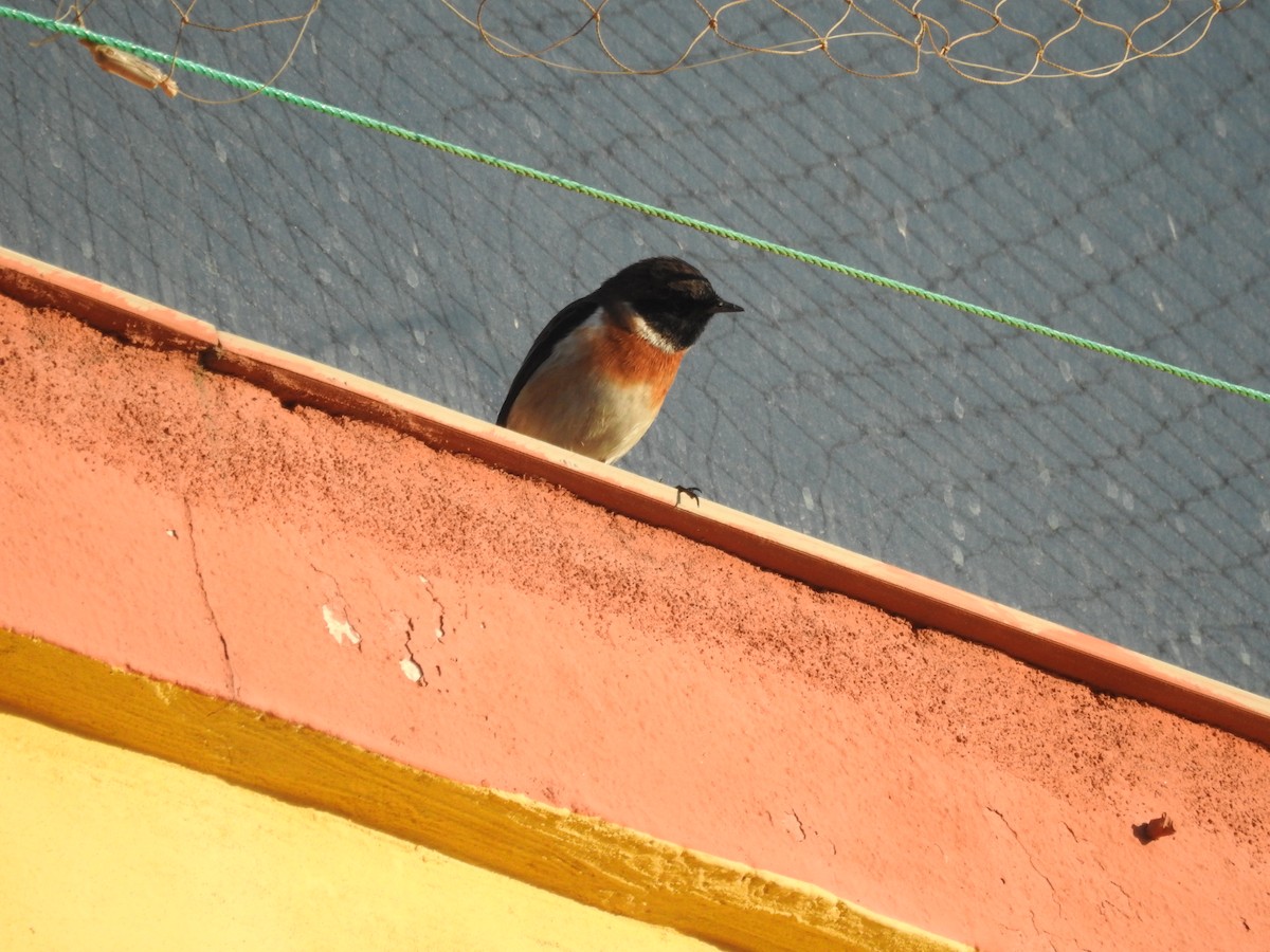 African Stonechat (Madagascar) - ML620485077