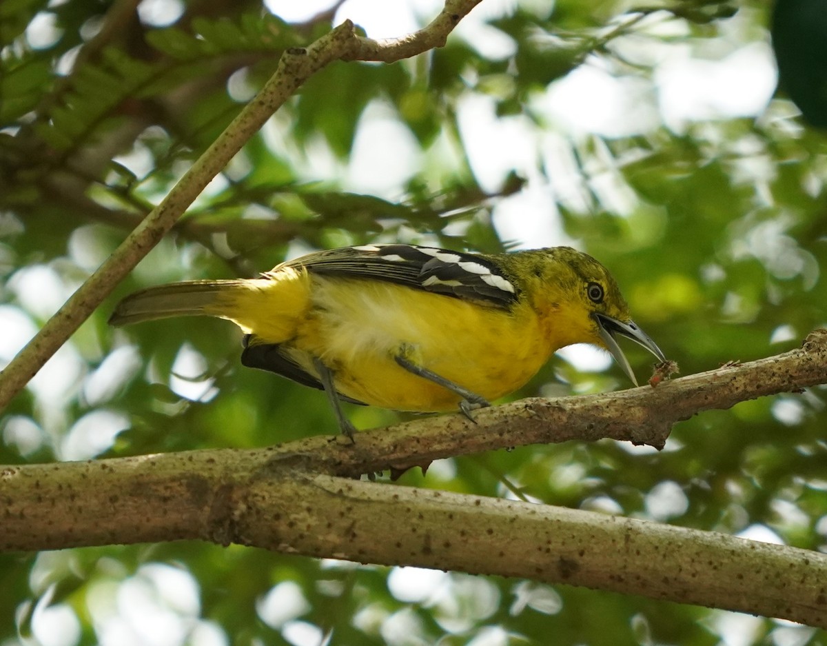 Common Iora - ML620485081