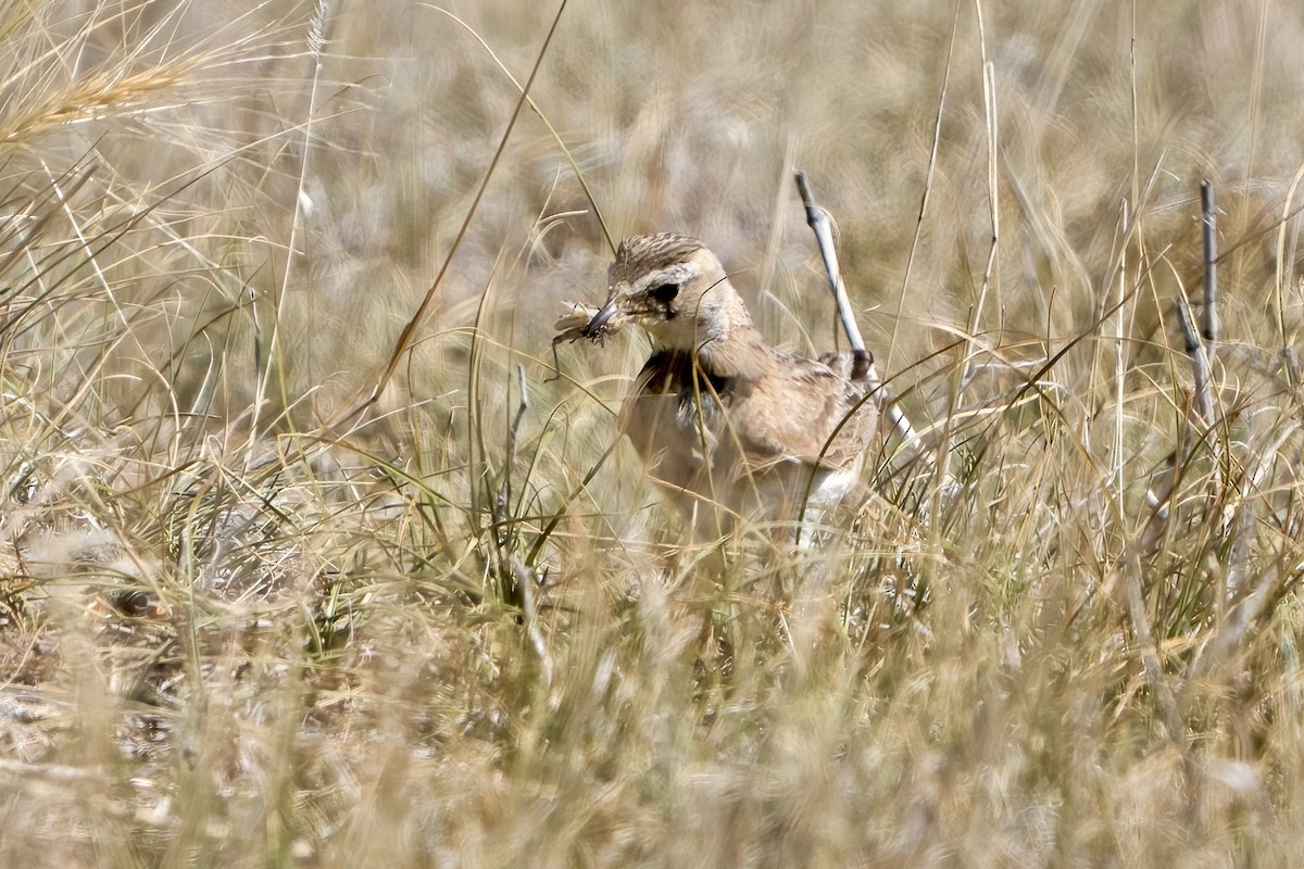 Horned Lark - ML620485088