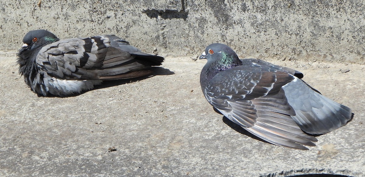 Rock Pigeon (Feral Pigeon) - ML620485093