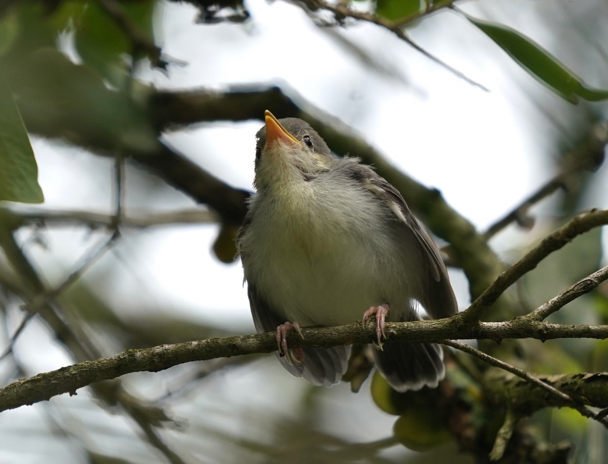 Ashy Tailorbird - ML620485114