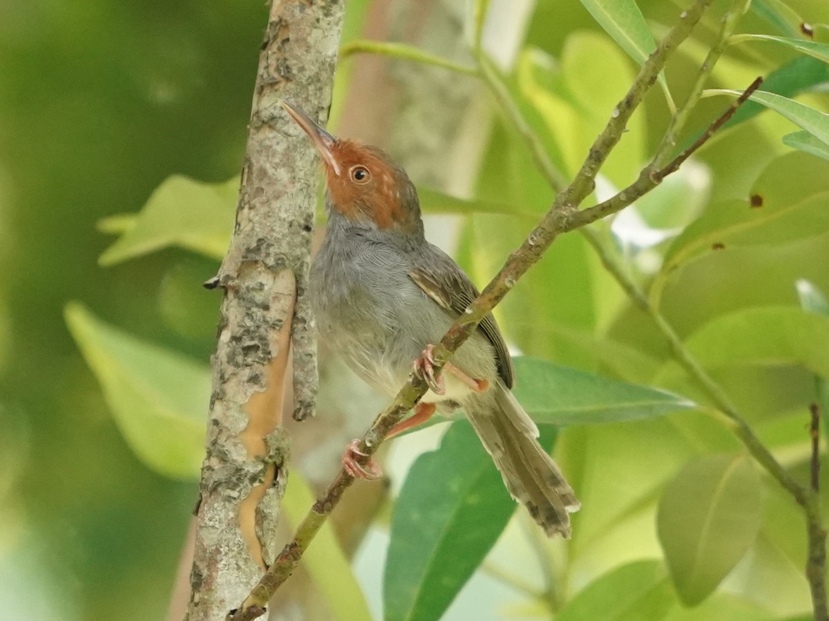 Ashy Tailorbird - ML620485115