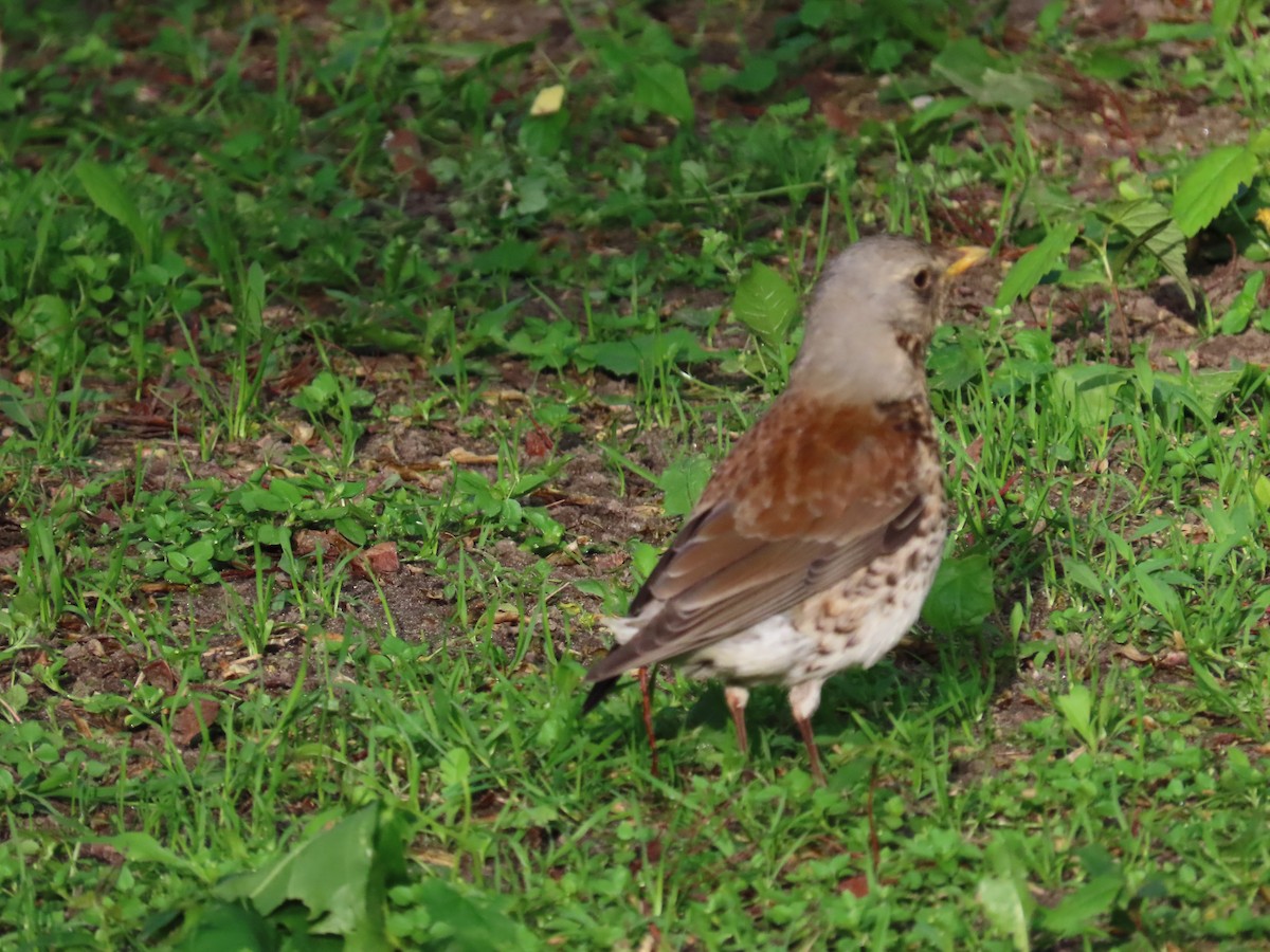 Fieldfare - ML620485122