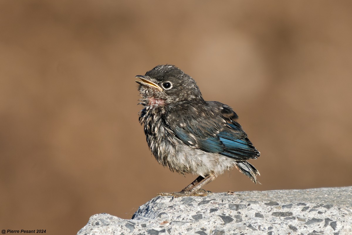 Eastern Bluebird - ML620485124