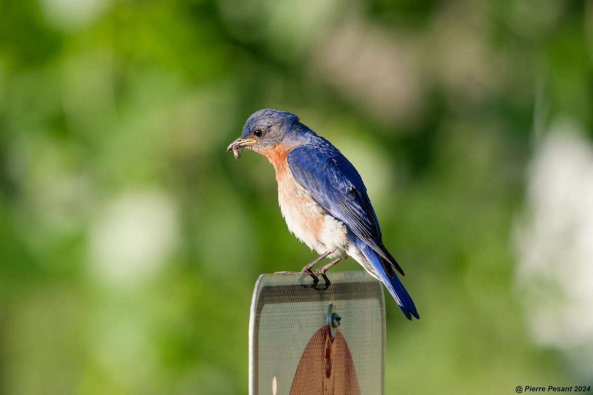 Eastern Bluebird - ML620485126