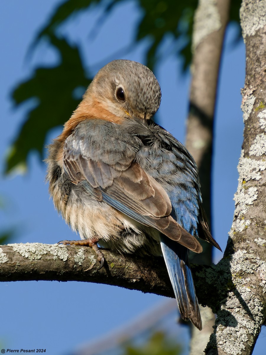 Eastern Bluebird - ML620485127