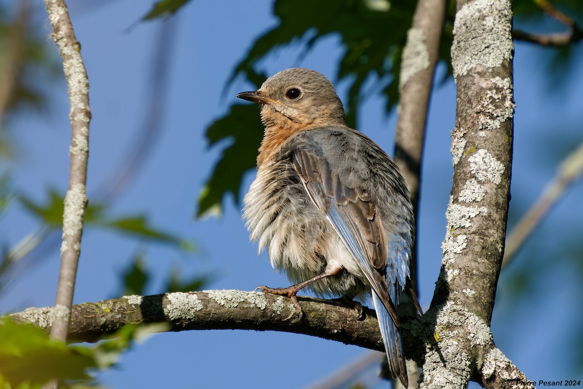 Eastern Bluebird - ML620485128