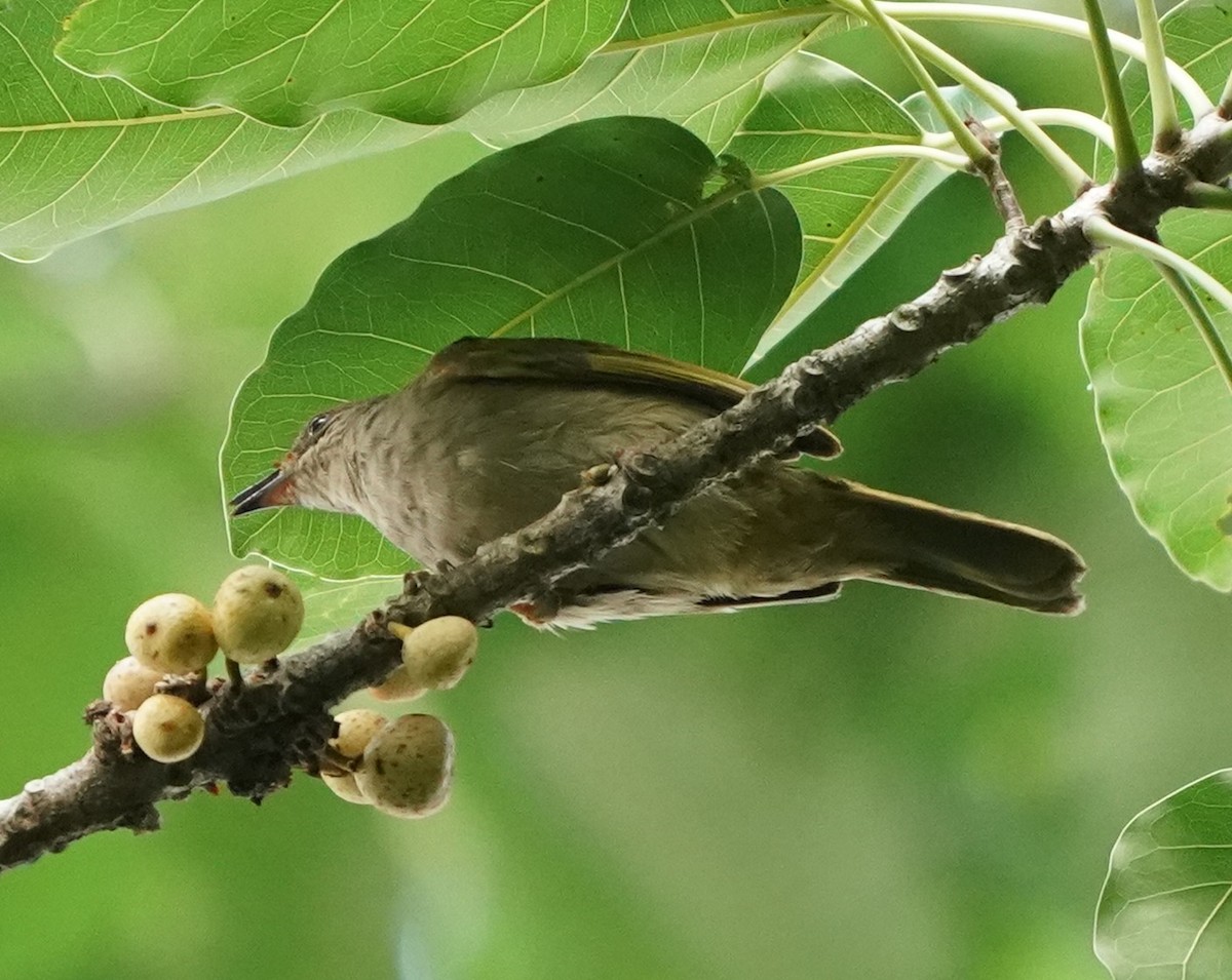 Bulbul à ailes olive - ML620485133