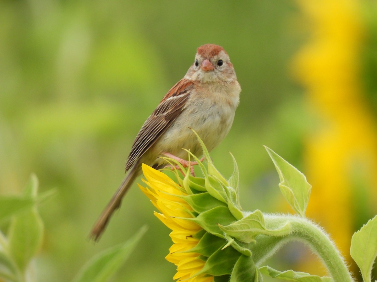 Field Sparrow - ML620485135