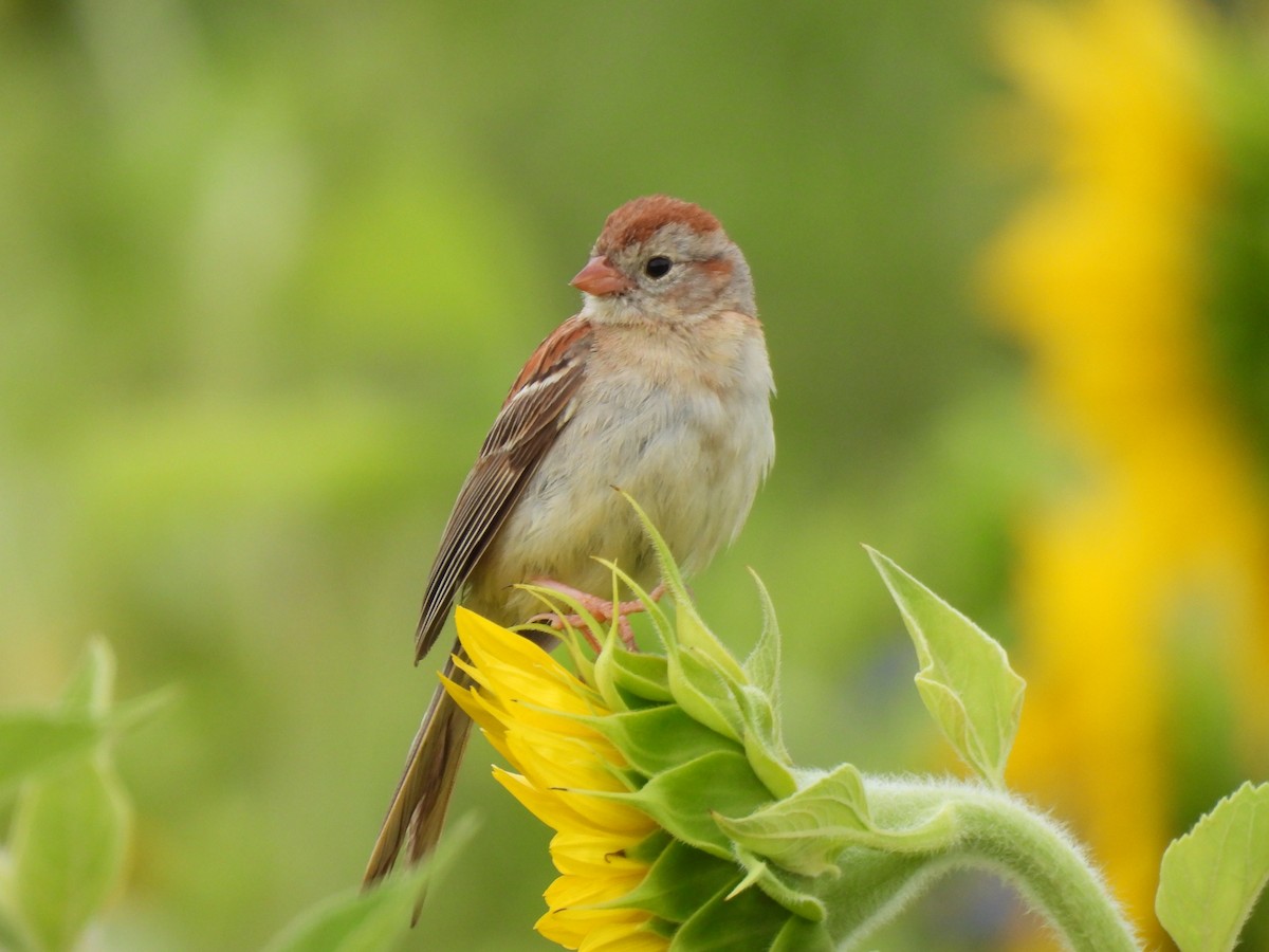 Field Sparrow - ML620485136