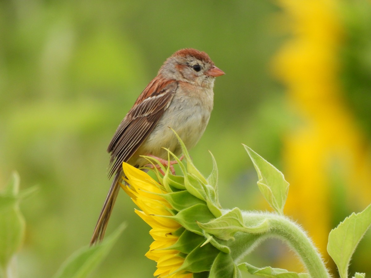 Field Sparrow - ML620485138