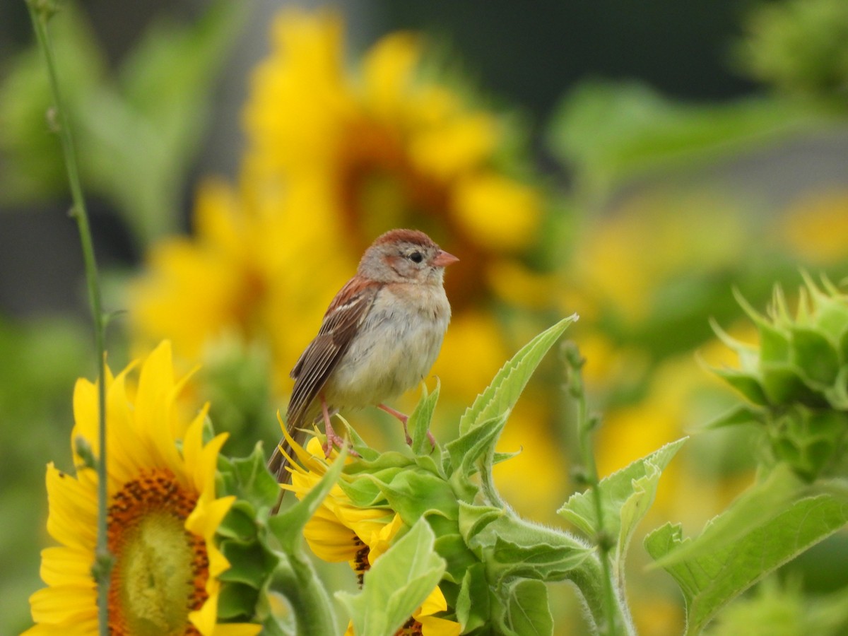 Field Sparrow - ML620485140