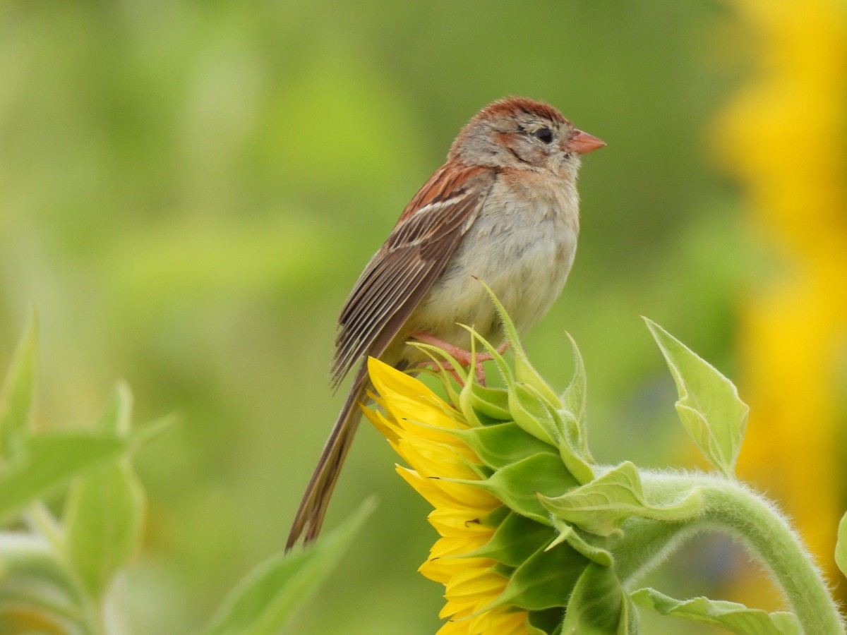 Field Sparrow - ML620485141