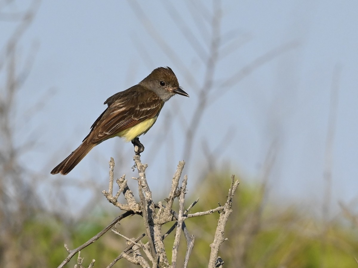 Great Crested Flycatcher - ML620485144