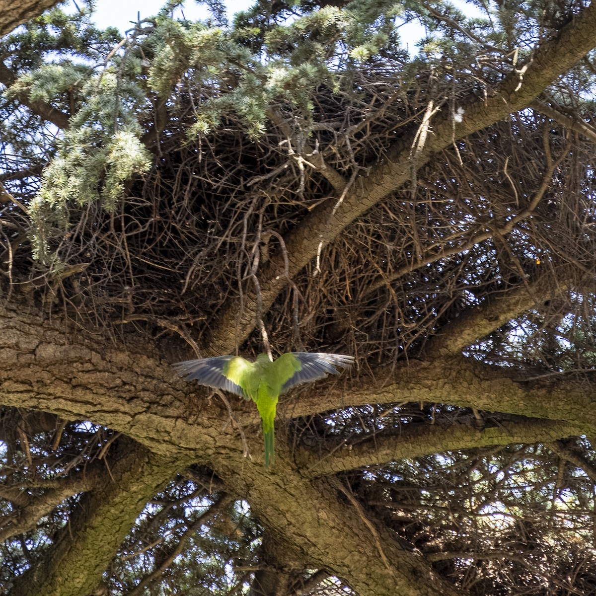 Monk Parakeet - ML620485154