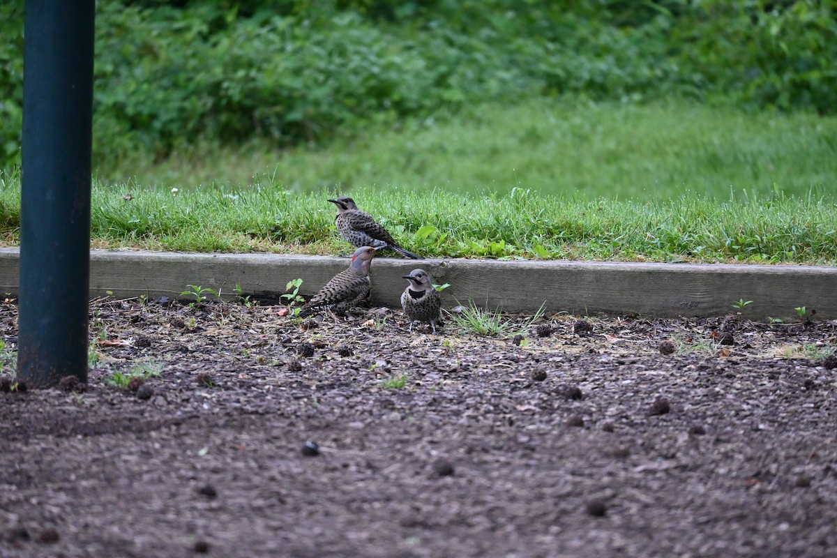 Northern Flicker - Douglas Wake