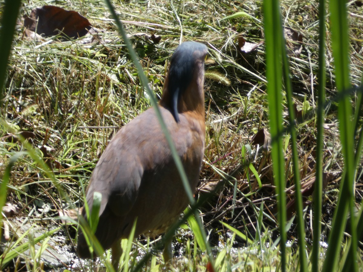 黑冠麻鷺 - ML620485170