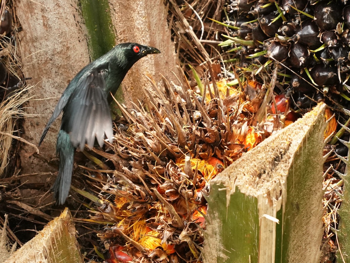 Asian Glossy Starling - ML620485172