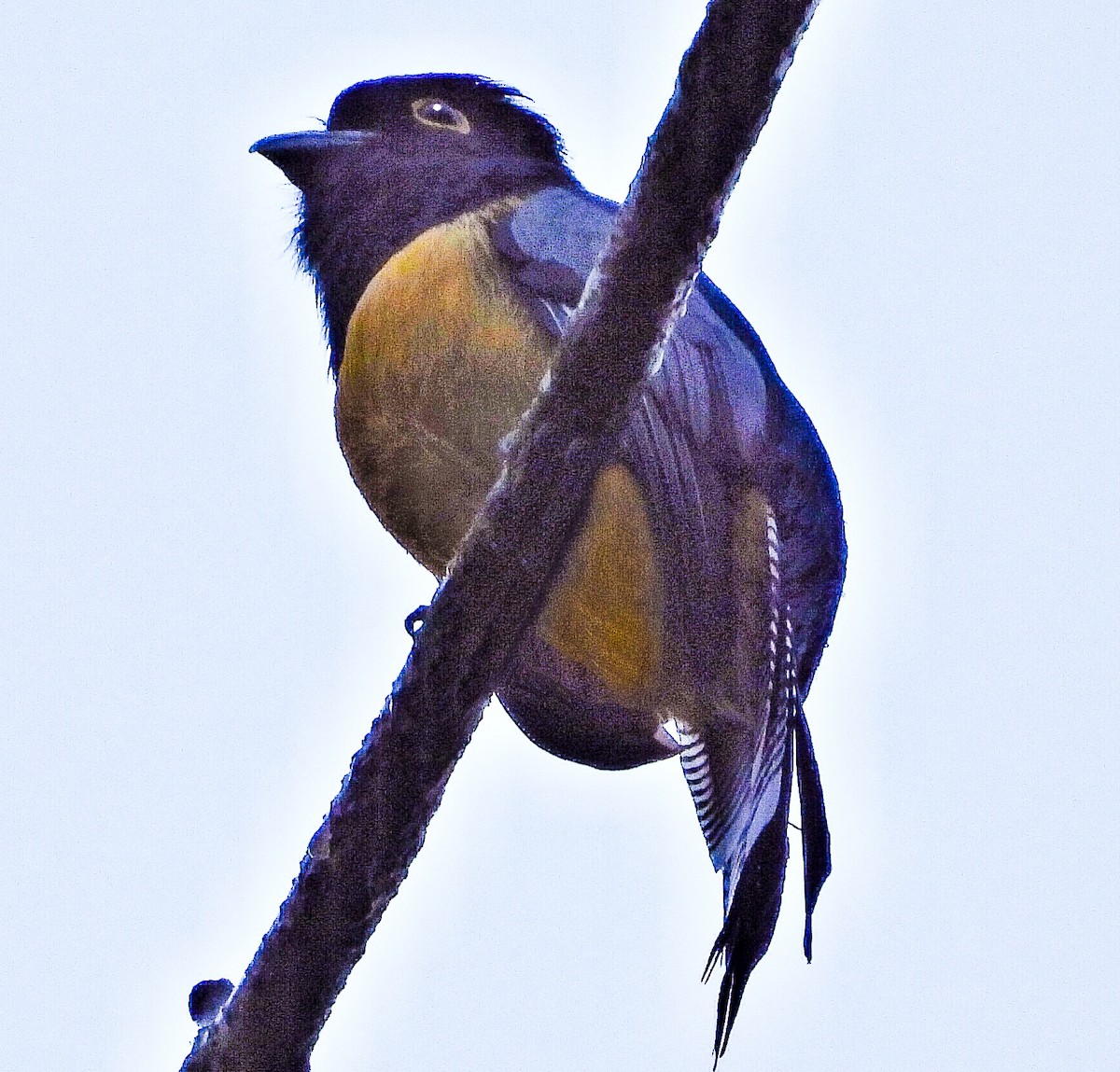 Gartered Trogon - ML620485176