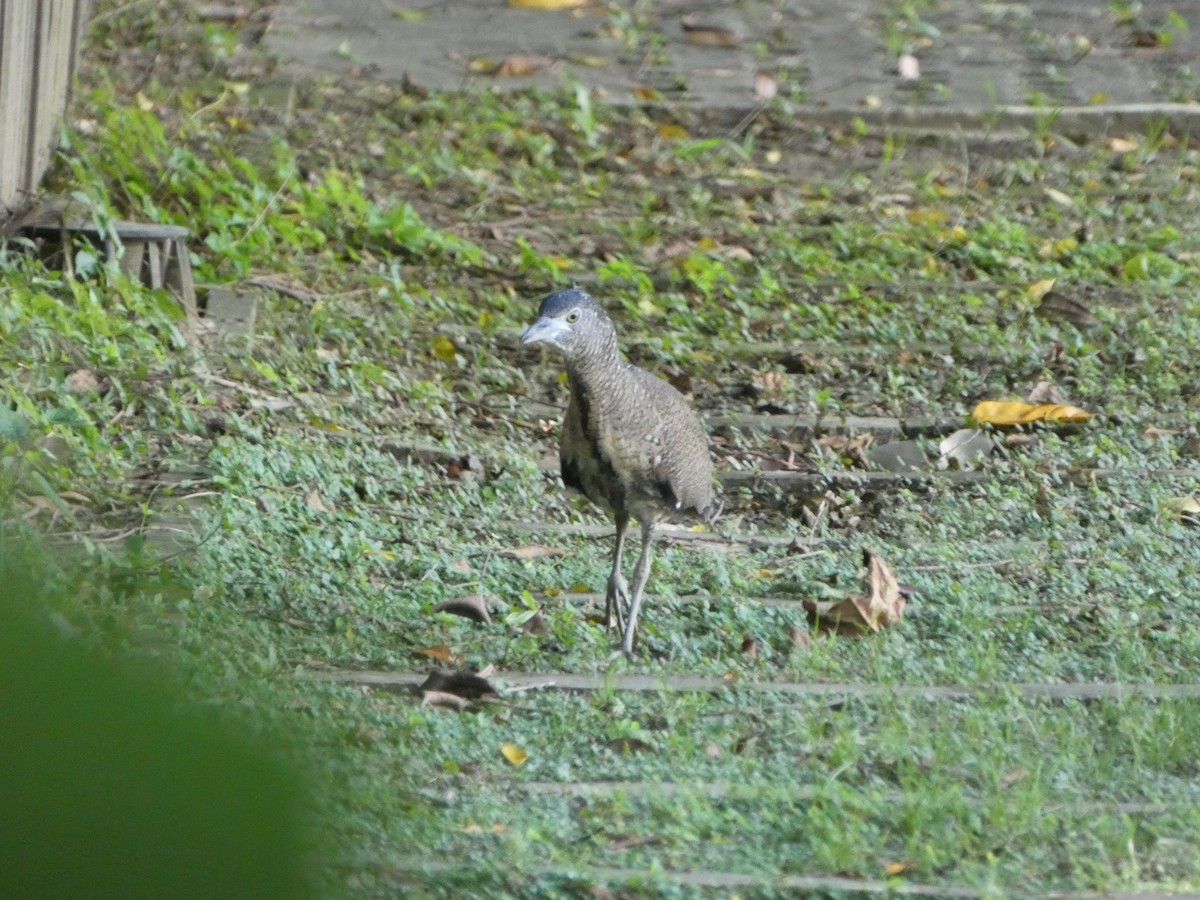 Malayan Night Heron - ML620485177