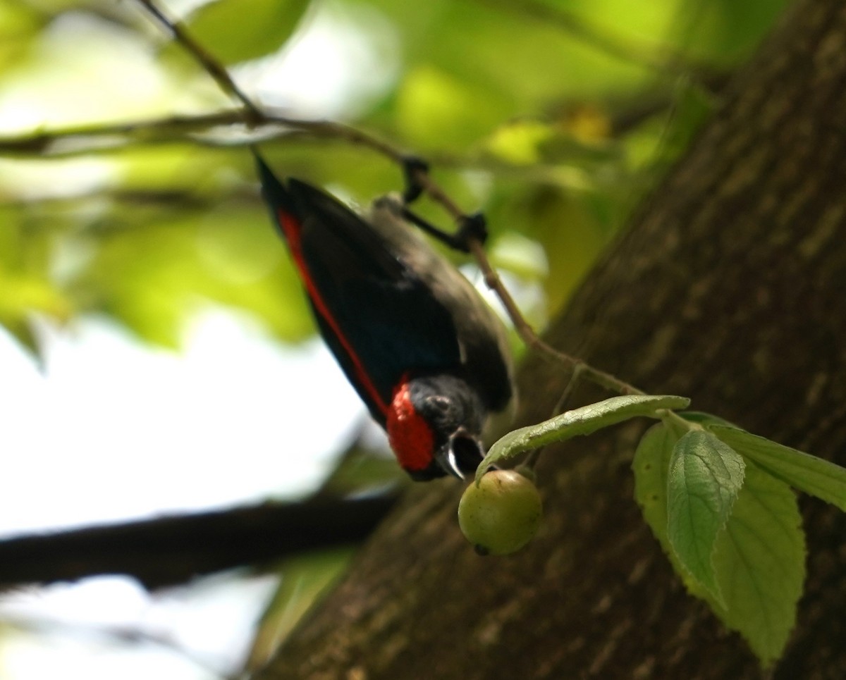 Scarlet-backed Flowerpecker - ML620485179