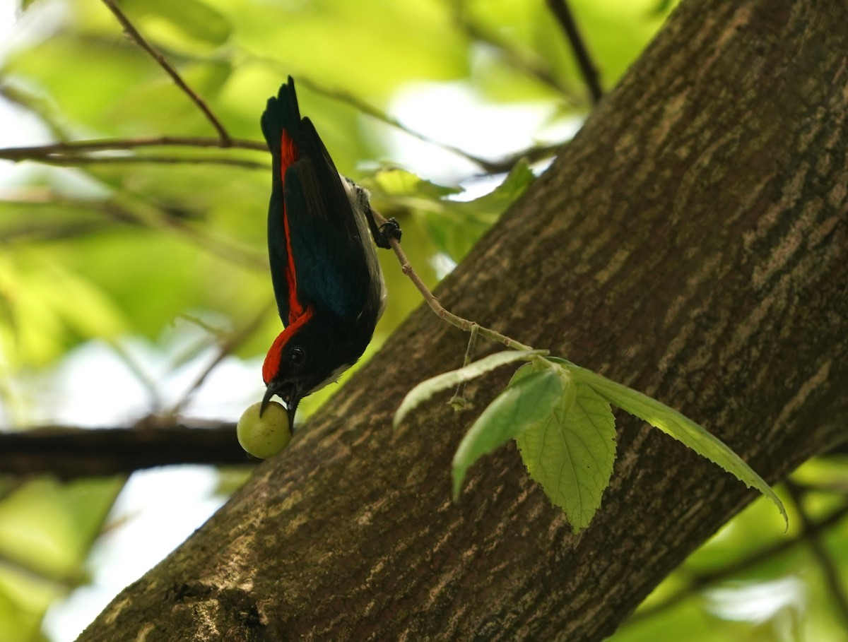 Scarlet-backed Flowerpecker - ML620485181