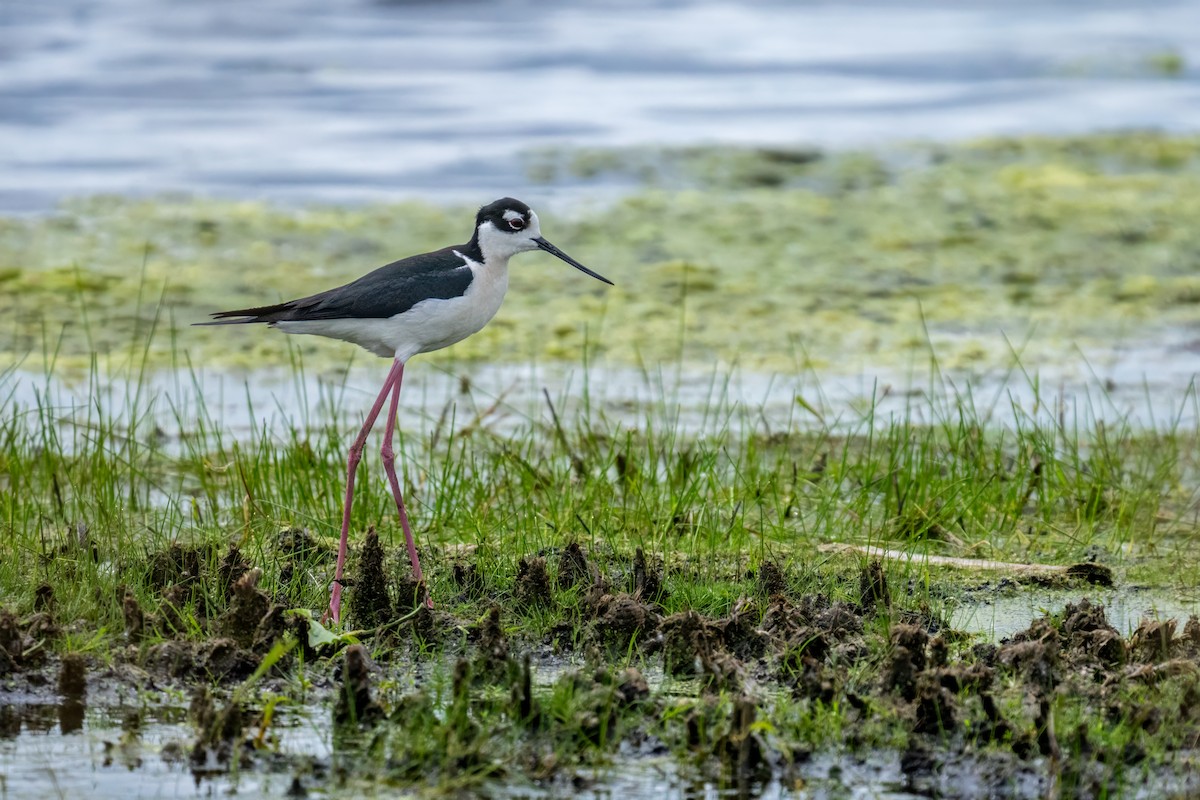 Black-necked Stilt - ML620485183