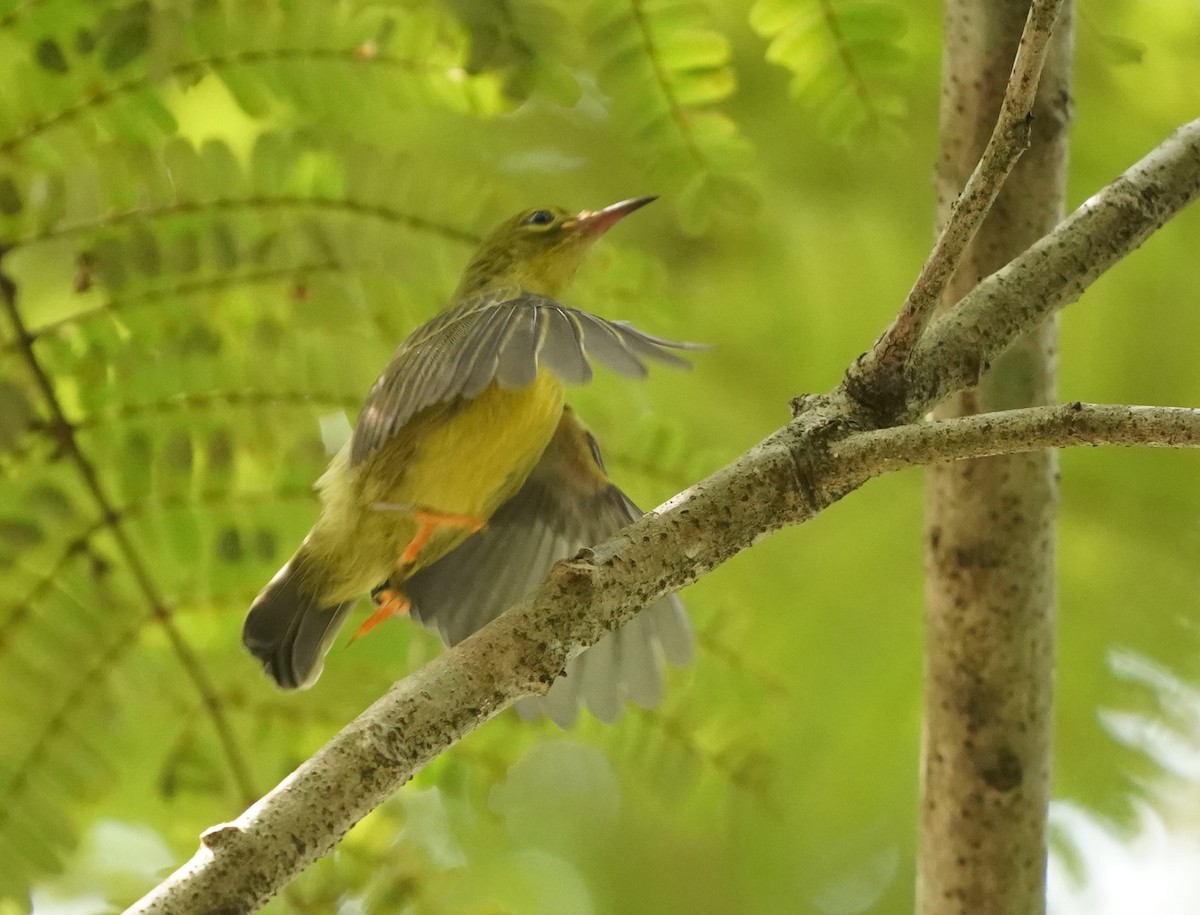 Brown-throated Sunbird - Keng Keok Neo