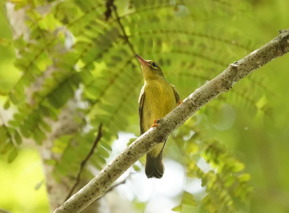 Brown-throated Sunbird - ML620485185