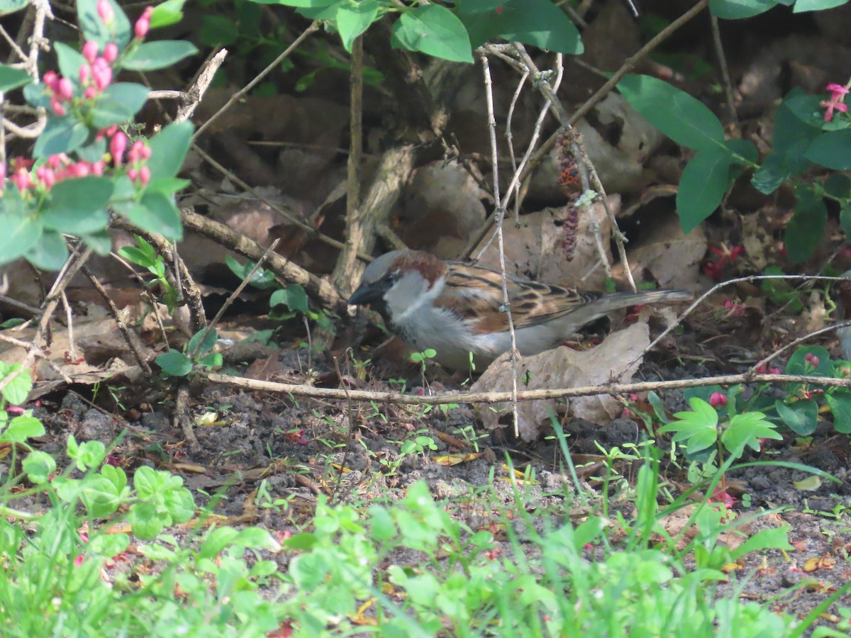 House Sparrow - ML620485186