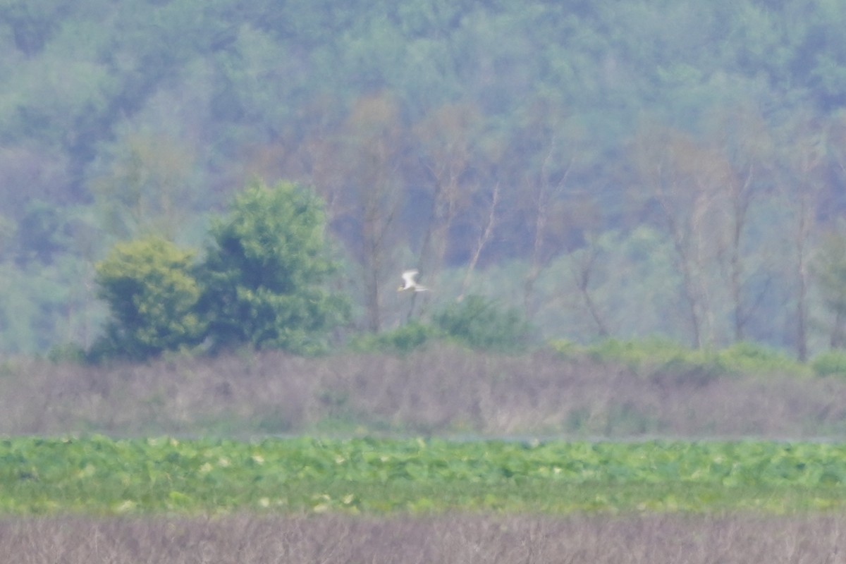 Least Tern - ML620485188