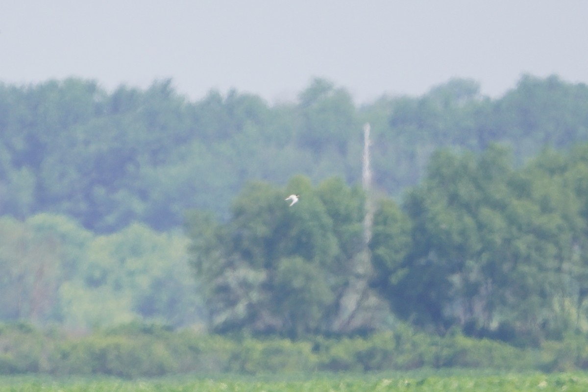 Least Tern - ML620485194