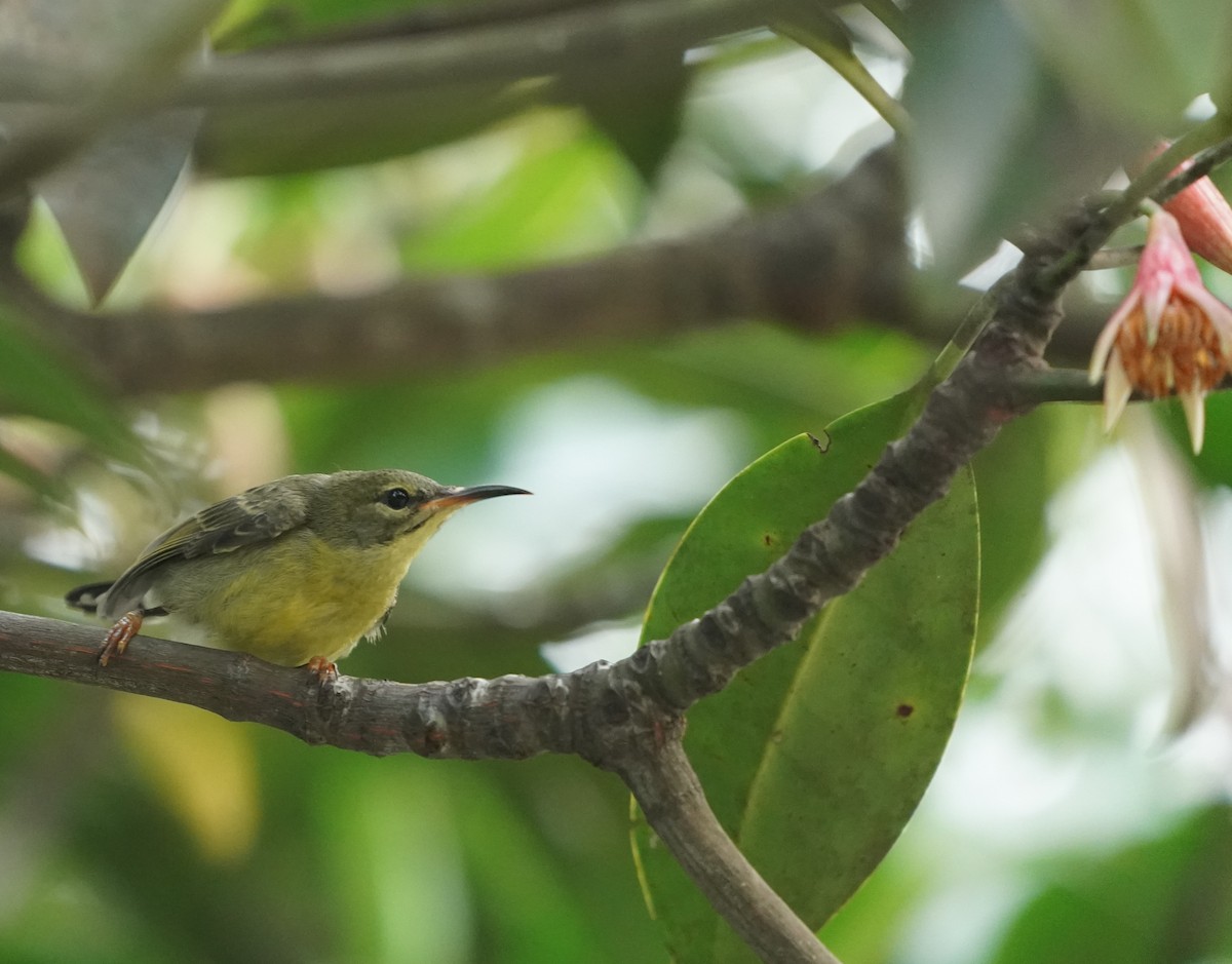 Copper-throated Sunbird - ML620485202