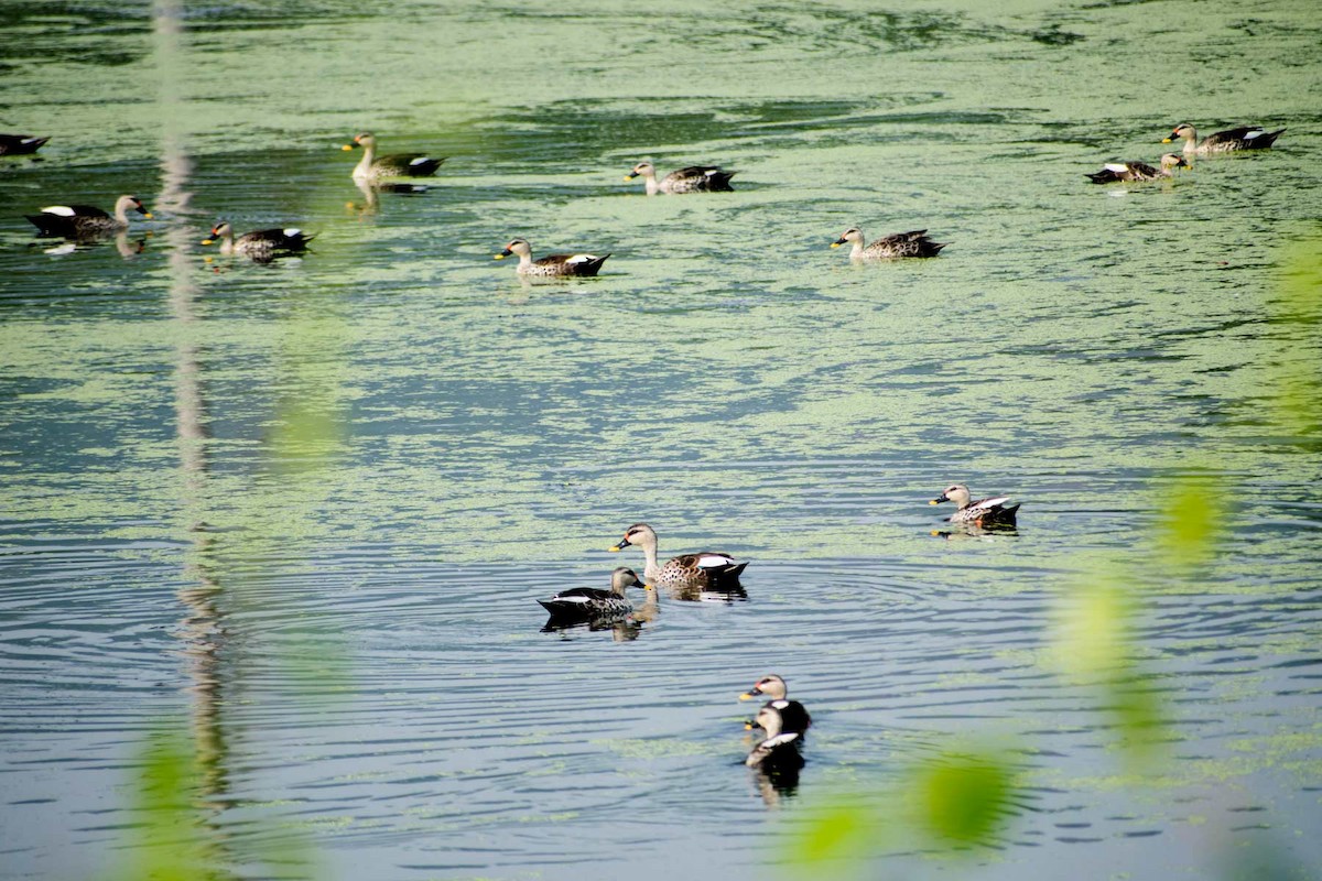 Indian Spot-billed Duck - ML620485203