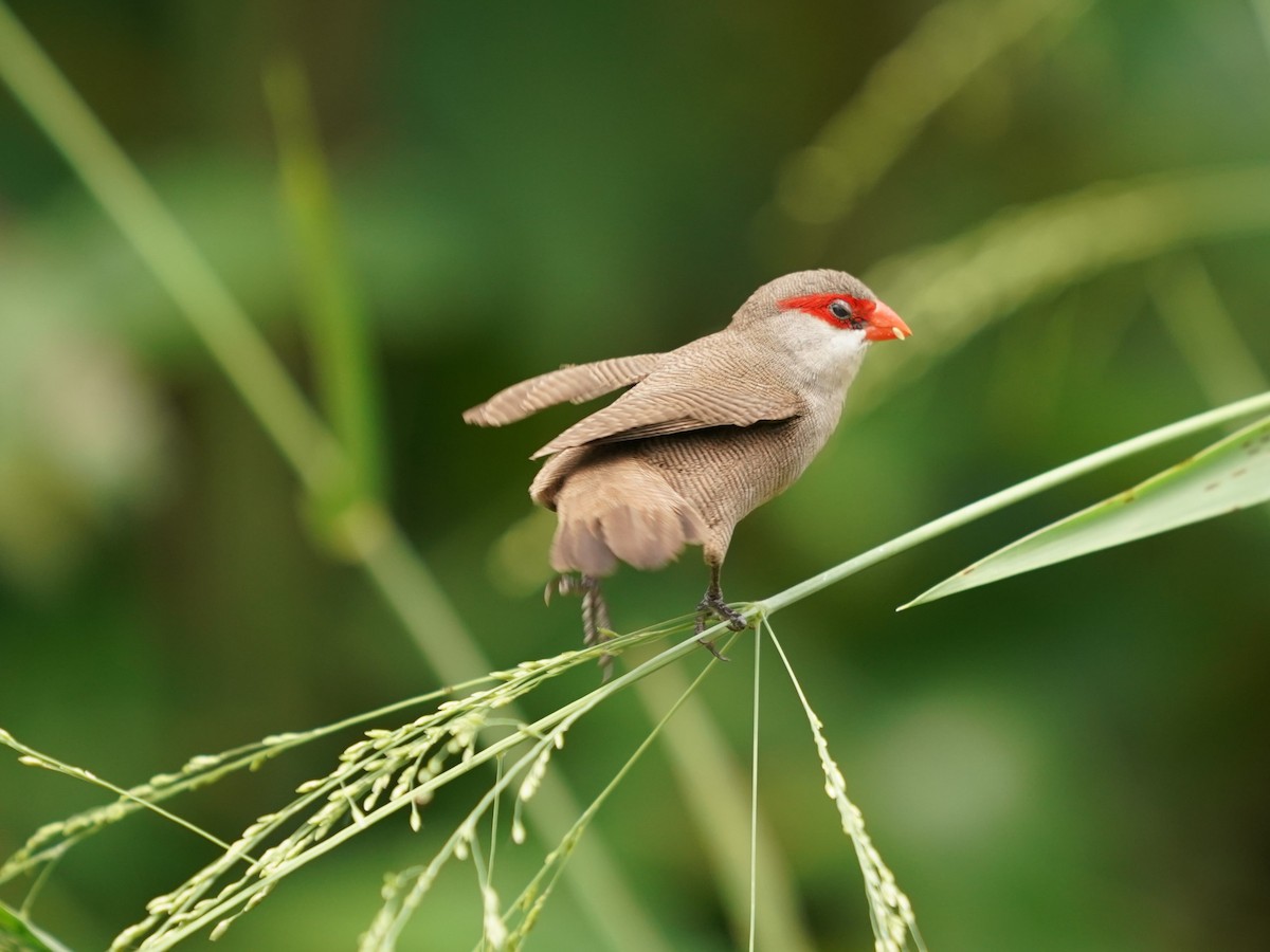 Common Waxbill - ML620485207