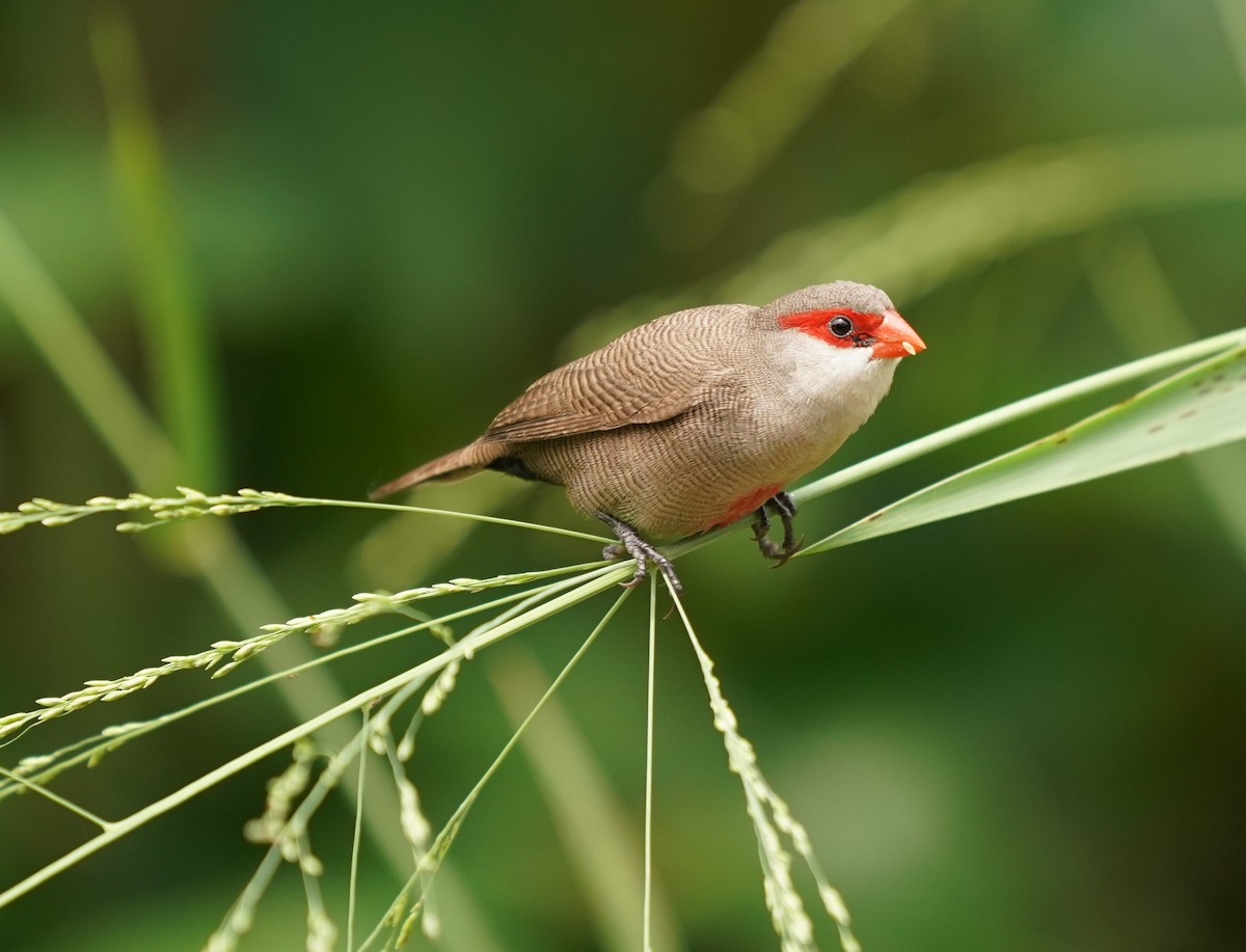 橫斑梅花雀 - ML620485208