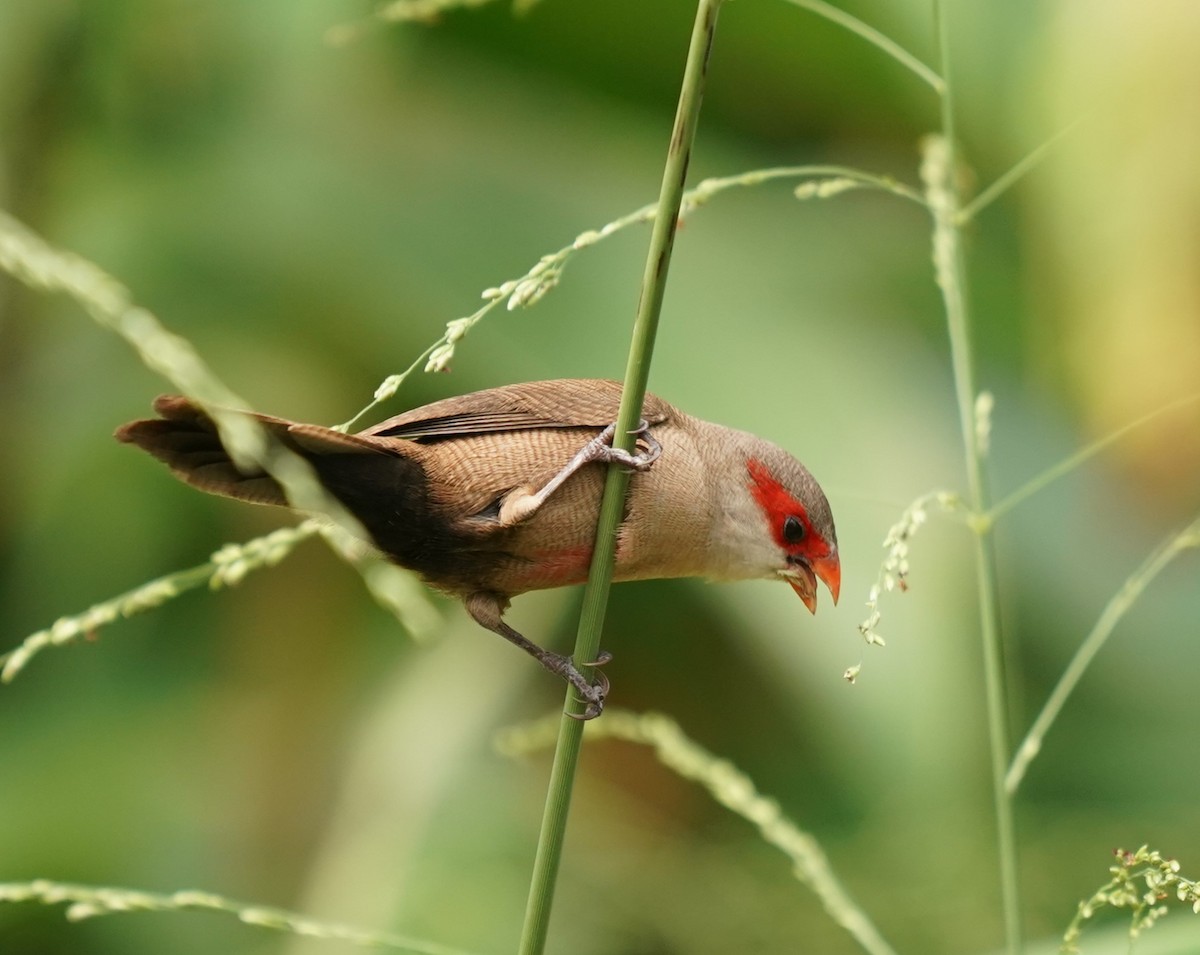 Common Waxbill - ML620485209