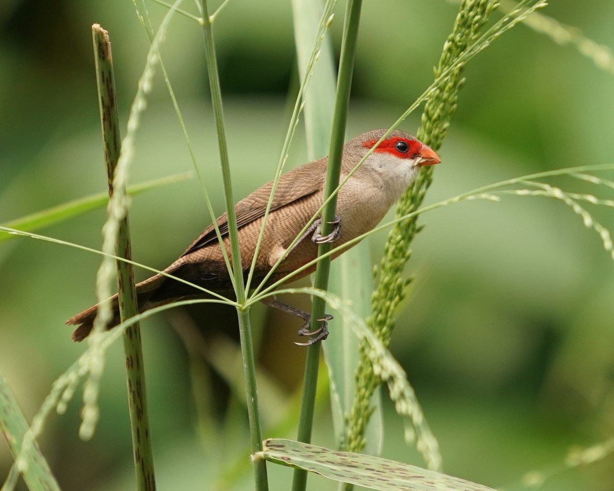 Common Waxbill - ML620485210