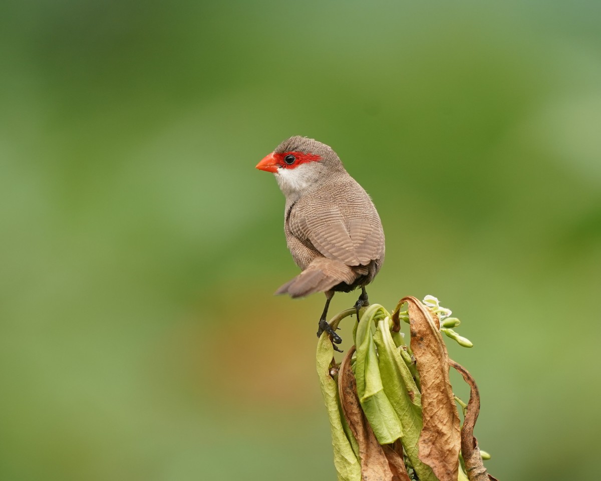 Common Waxbill - ML620485212