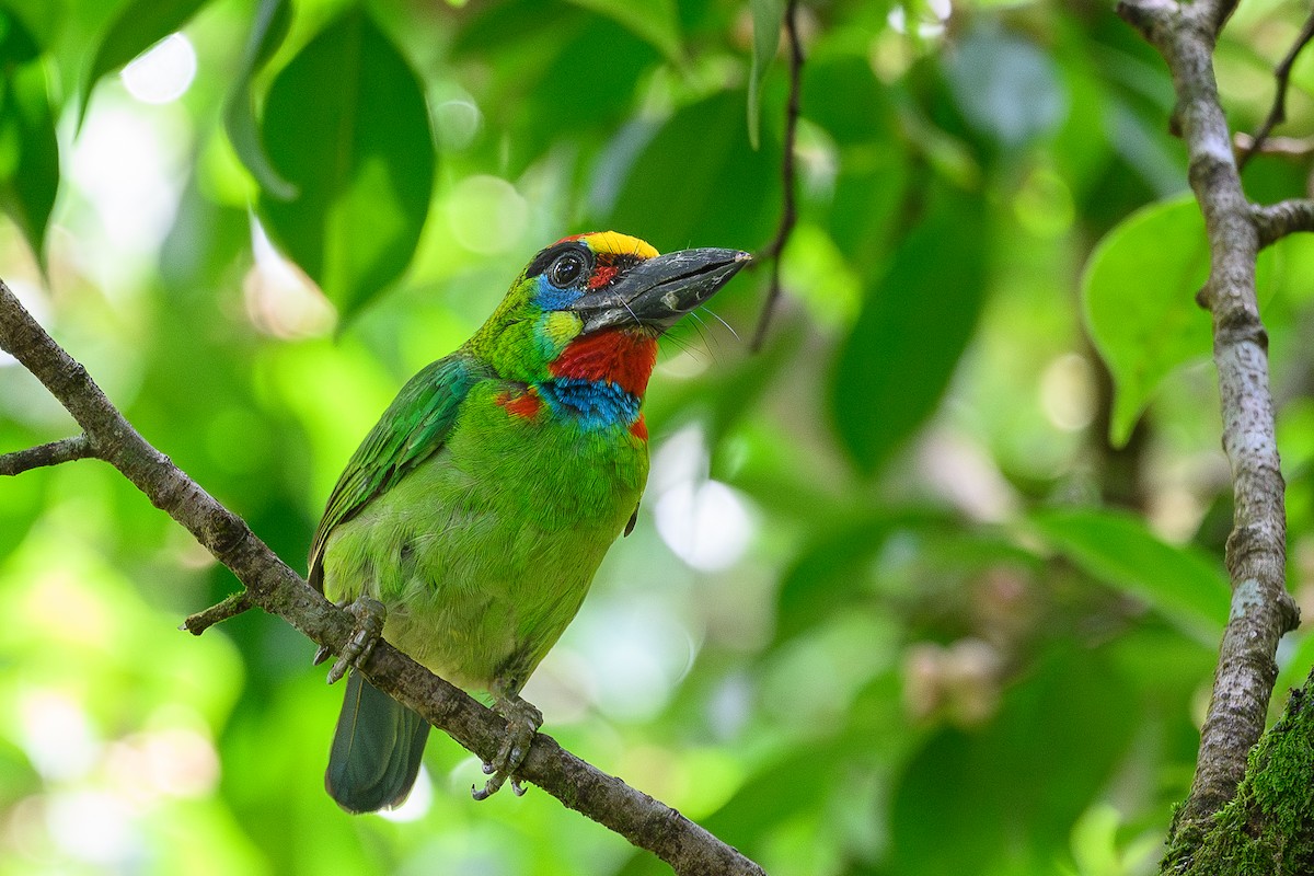 Red-throated Barbet - ML620485219
