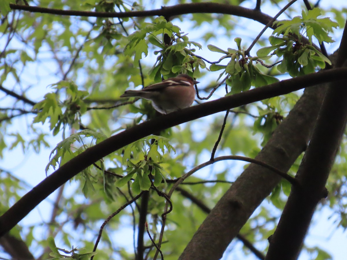 Common Chaffinch - ML620485223