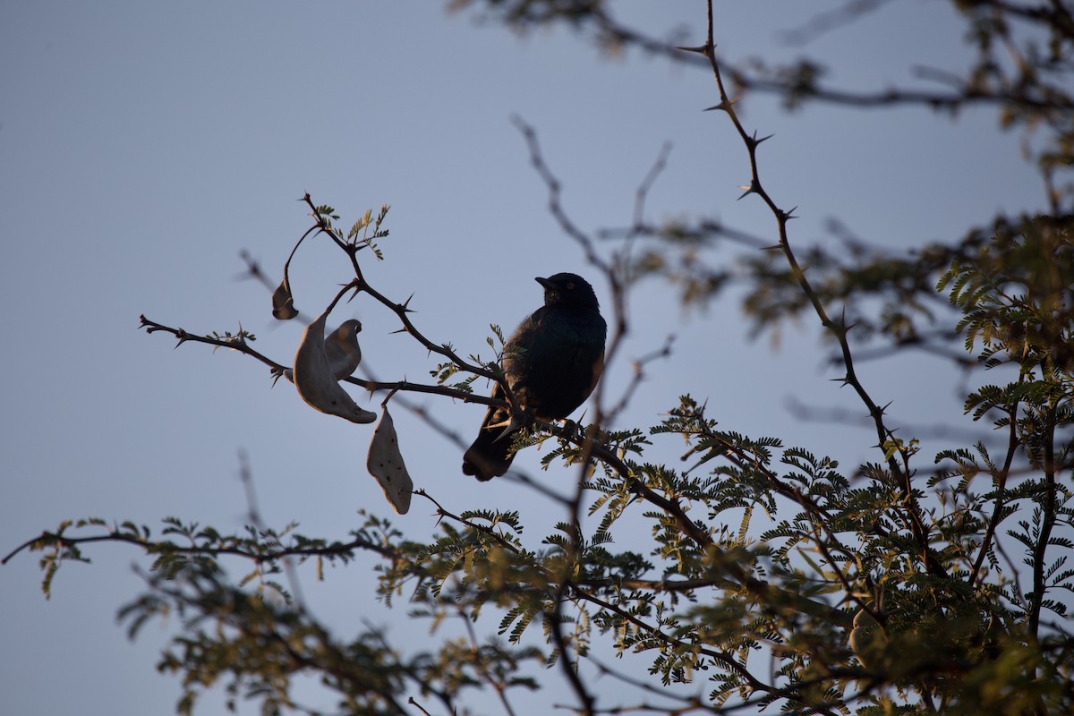 Cape Starling - ML620485225