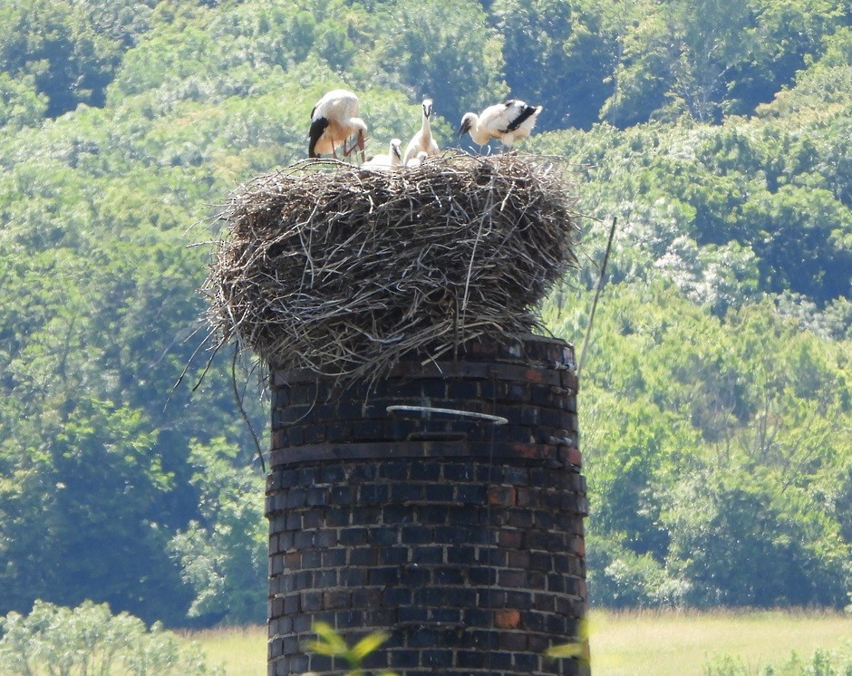 White Stork - ML620485230