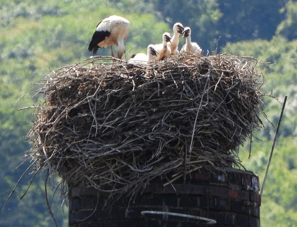 White Stork - ML620485231