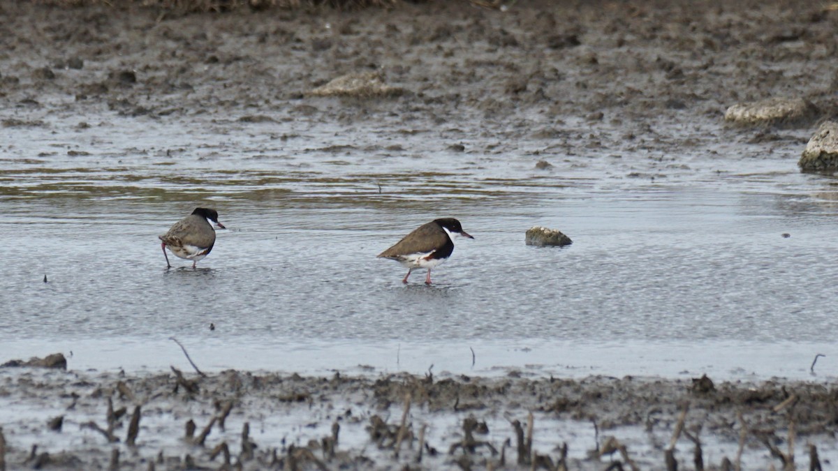 Red-kneed Dotterel - ML620485235