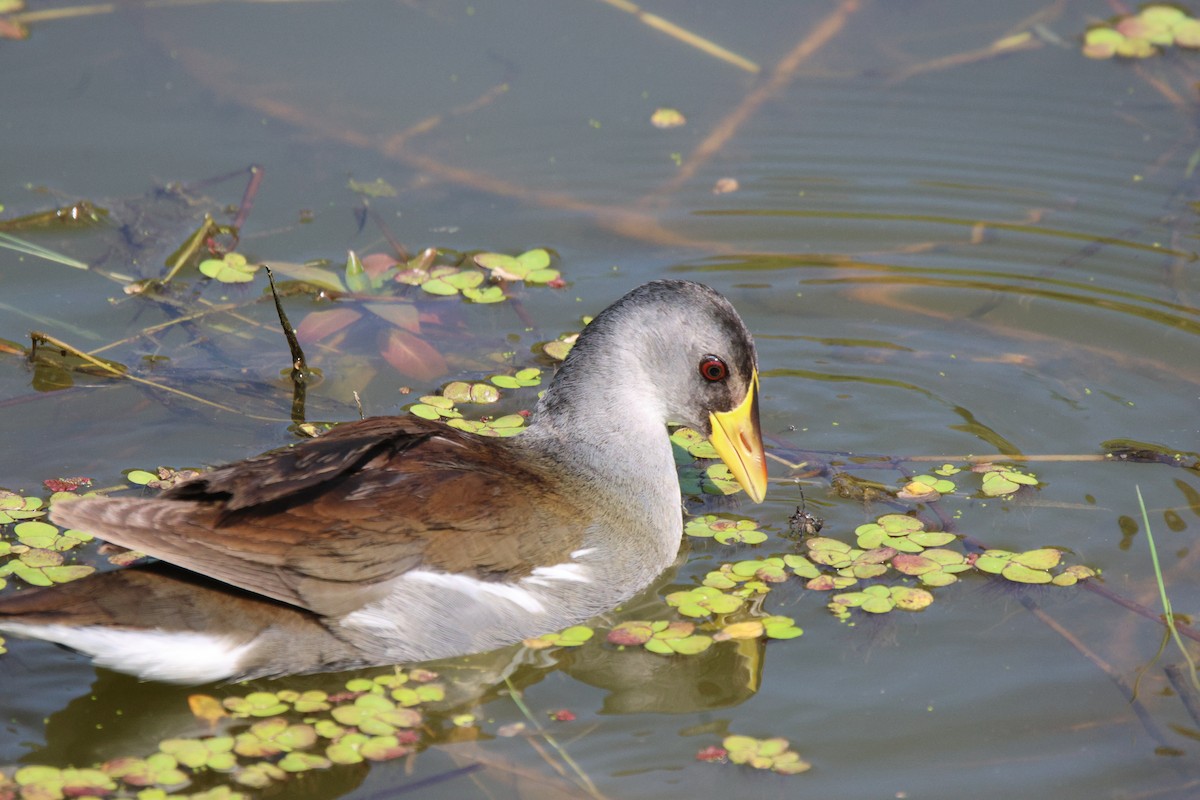 Lesser Moorhen - Frank Willems - Birding Zambia