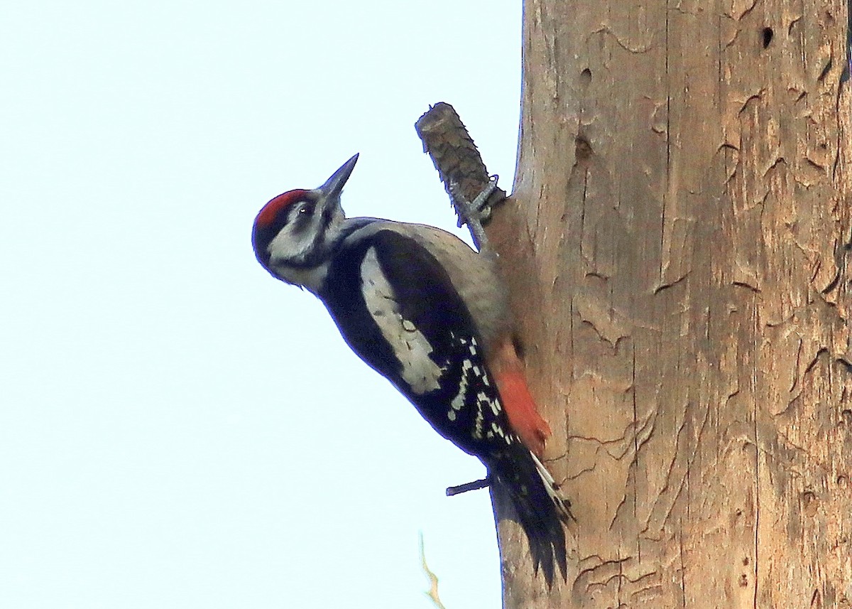 Great Spotted Woodpecker - ML620485244