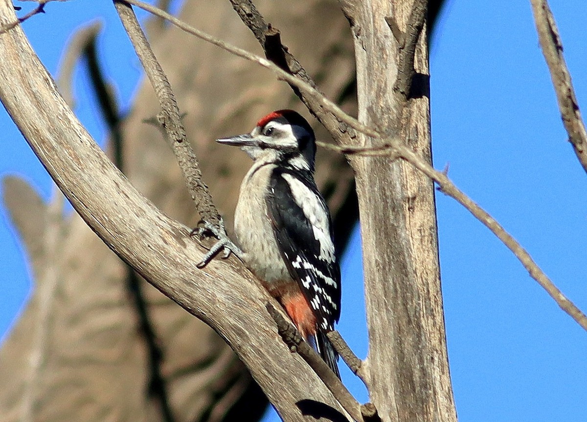 Great Spotted Woodpecker - ML620485245